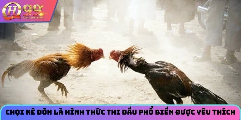 Chọi kê đòn là hình thức thi đấu phổ biến được yêu thích