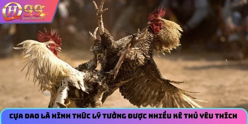 Cựa dao là hình thức lý tưởng được nhiều kê thủ yêu thích