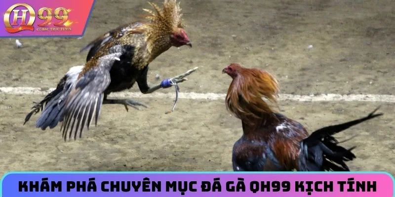 Khám phá chuyên mục đá gà QH99 kịch tính