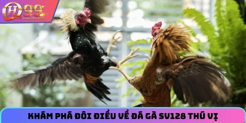 Khám phá đôi điều về đá gà SV128 thú vị