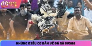 Những điều cơ bản về đá gà SV388 