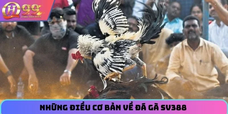 Những điều cơ bản về đá gà SV388