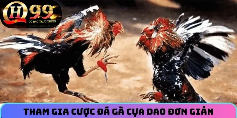 Tham gia cược Đá Gà Cựa Dao đơn giản
