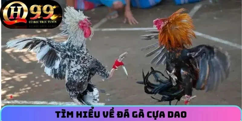 Tìm hiểu về chọi gà cựa dao